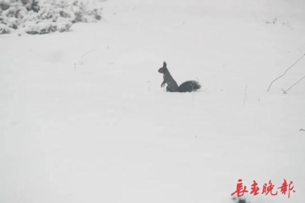 今天,长春这“雪景”赏心更暖心 今天,长春这“雪景”赏心更暖心
