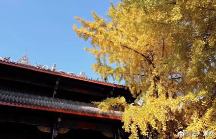 装点初冬！四川千岁银杏满树金黄