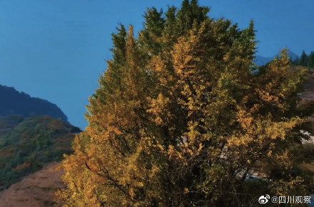 装点初冬！四川千岁银杏满树金黄