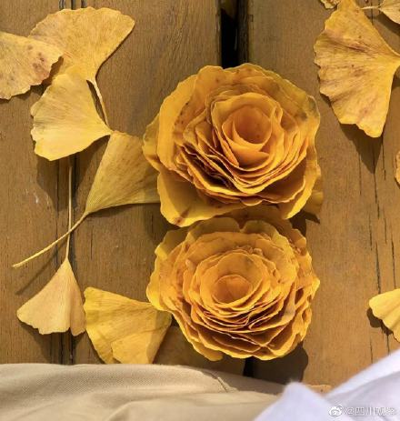 装点初冬！四川千岁银杏满树金黄