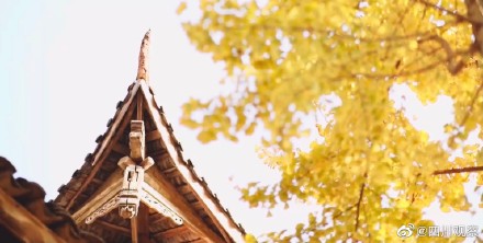 装点初冬！四川千岁银杏满树金黄