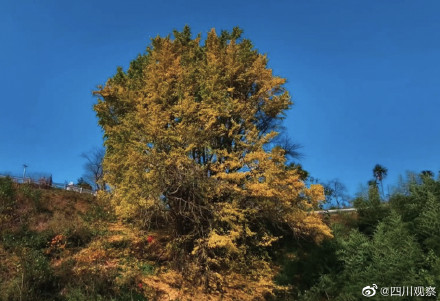 装点初冬！四川千岁银杏满树金黄