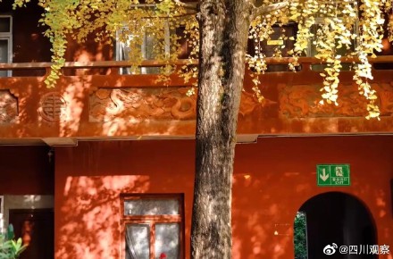 装点初冬！四川千岁银杏满树金黄