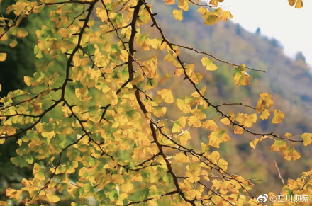 装点初冬！四川千岁银杏满树金黄