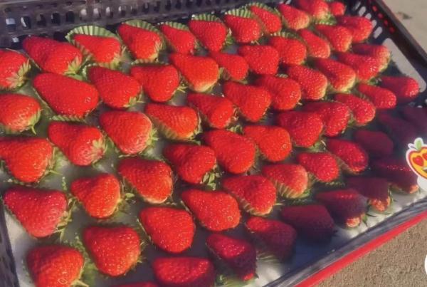 温州人超爱的这种水果，刚刚上市！2元一颗，买的人还不少……