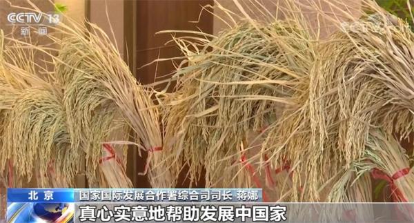 中国杂交水稻助全球数十个国家筑牢粮食安全