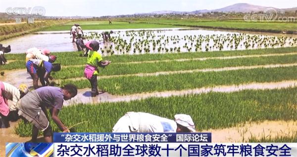 中国杂交水稻助全球数十个国家筑牢粮食安全