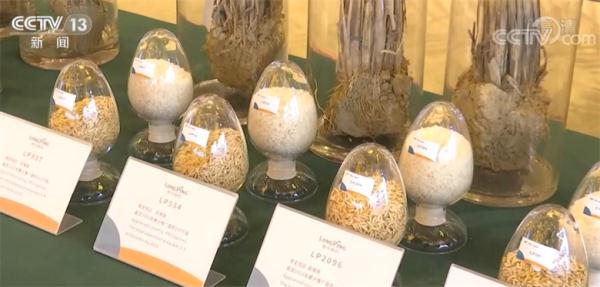 中国杂交水稻助全球数十个国家筑牢粮食安全