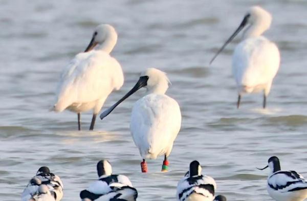 合肥上空，美翻了！
