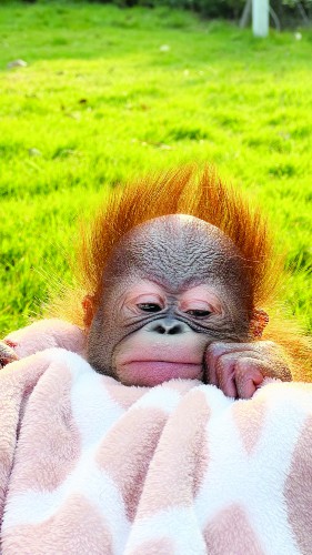 “炸毛”有点萌！红山动物园为小红猩猩征名