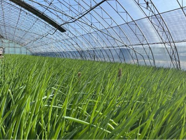 冬天,冰封的黑土地上还能收获些什么? 冬天,冰封的黑土地上还能收获些什么?