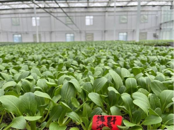 冬天,冰封的黑土地上还能收获些什么? 冬天,冰封的黑土地上还能收获些什么?