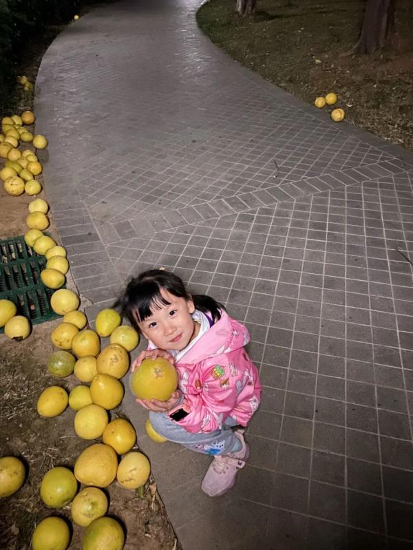 大风带来“礼物”,小区里近百颗柚子落了一地 大风带来“礼物”,小区里近百颗柚子落了一地