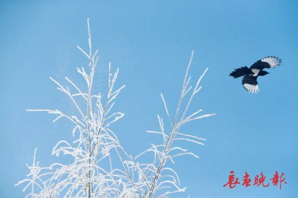 美翻了!长春入冬后首场雾凇景观,就在…… 美翻了!长春入冬后首场雾凇景观,就在……