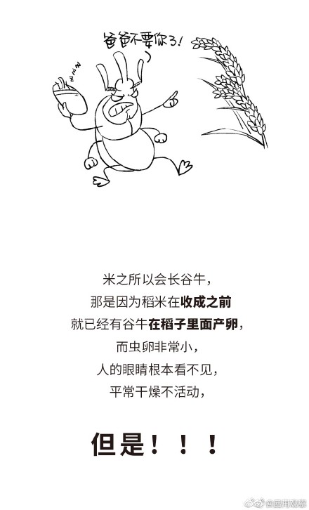 学习！米缸里出现小虫该怎么做 ？