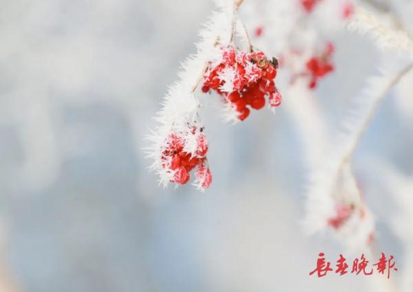 美翻了!长春入冬后首场雾凇景观,就在…… 美翻了!长春入冬后首场雾凇景观,就在……
