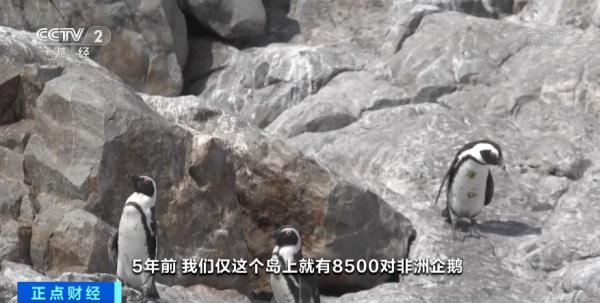 痛心！数量减少近9成！这里，非洲企鹅濒临灭绝