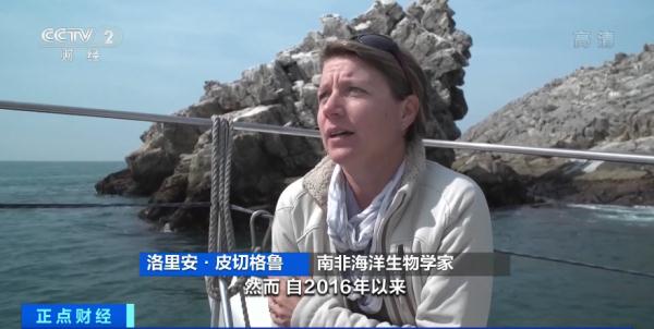 痛心！数量减少近9成！这里，非洲企鹅濒临灭绝