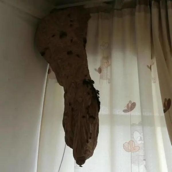 突然流蜜汁！打开厨房吊顶后惊呆了…