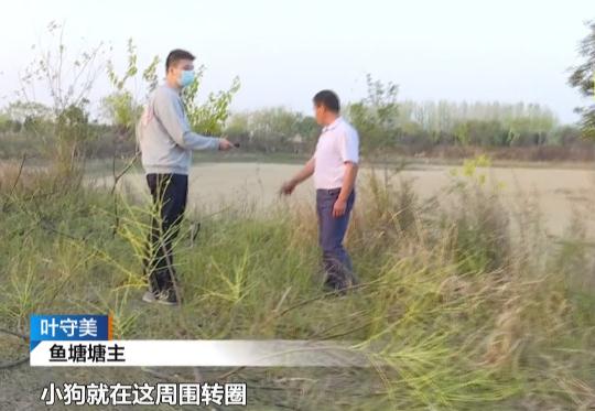 冲上热搜！合肥三岁男童走失，忠犬守护一夜