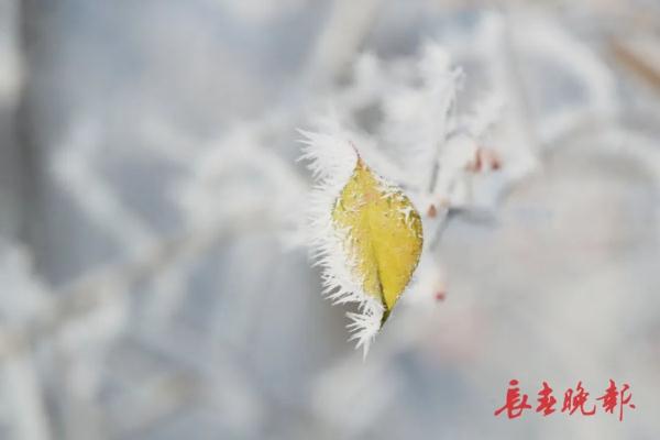 美翻了!长春入冬后首场雾凇景观,就在…… 美翻了!长春入冬后首场雾凇景观,就在……