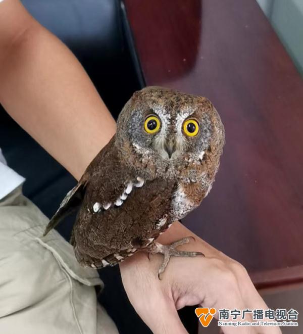 南宁路边有“奇怪的小鸟”飞不动了，怎么办？