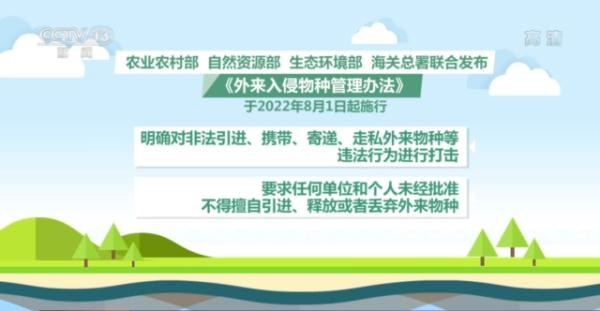 危害很大！海关截获蟑螂新物种