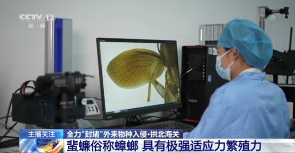 危害很大！海关截获蟑螂新物种