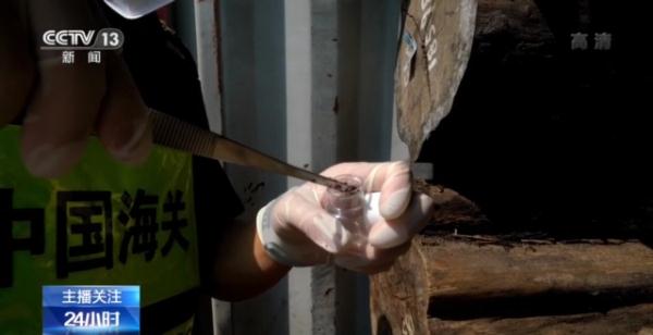 危害很大！海关截获蟑螂新物种