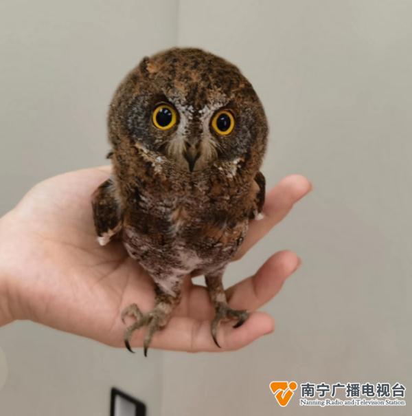 南宁路边有“奇怪的小鸟”飞不动了，怎么办？