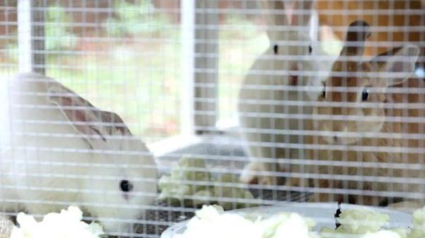 学校发兔子啦！衢州一小学推行“动物领养制”，背后故事很暖心