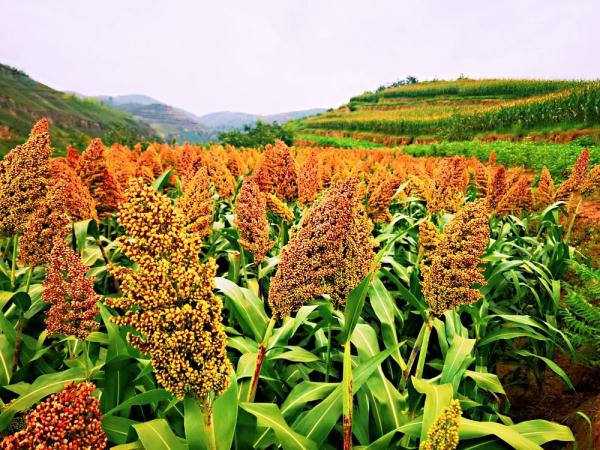 陈刘家山村的高粱红了 陈刘家山村的高粱红了