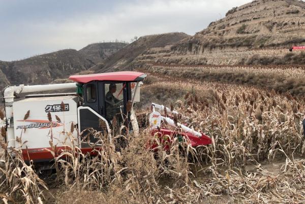 陈刘家山村的高粱红了 陈刘家山村的高粱红了