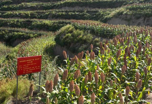 陈刘家山村的高粱红了 陈刘家山村的高粱红了