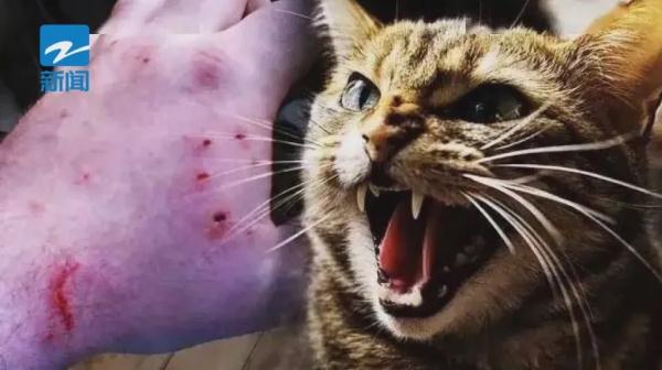女子被猫抓伤，猫却不明原因死亡；医生：致死率高达30%