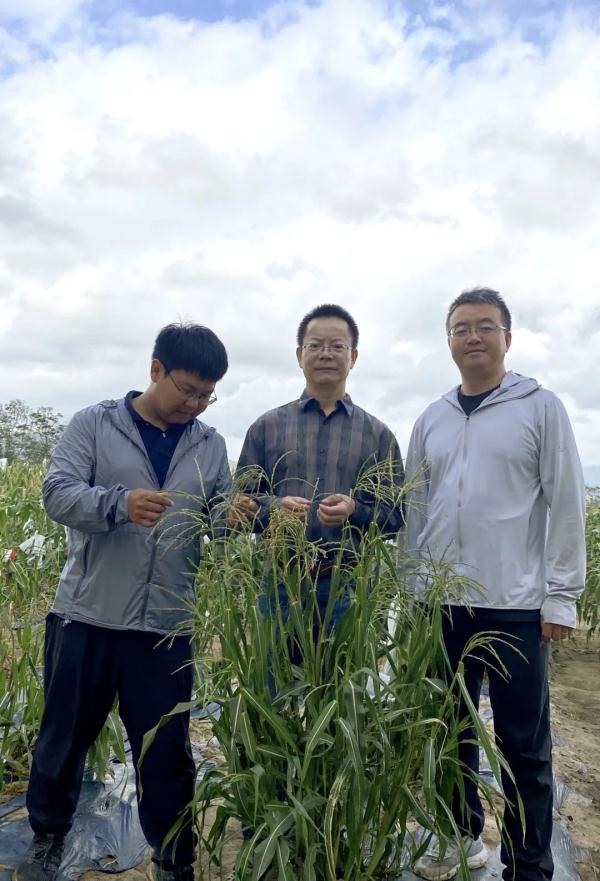 上海科学家夫妻十年追踪，提高了玉米蛋白含量
