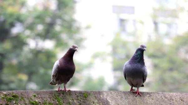 学校发兔子啦！衢州一小学推行“动物领养制”，背后故事很暖心