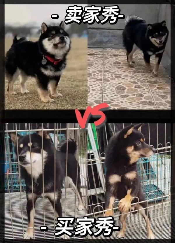 宠物版买家秀VS卖家秀？“网购宠物”被骗6万余元