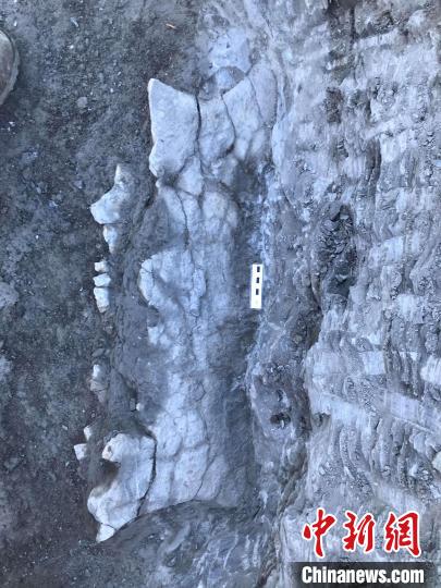 国际最新研究发现新物种化石 或为全球史上最大海洋龟类之一