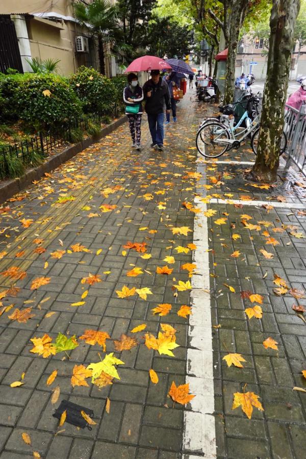 终于，上海迎来一场像样的秋雨！阴阴雨雨，将持续到下周二