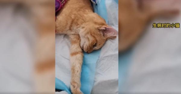 上海一小区1个月内20多只小猫离奇死亡，监控拍下这一幕…