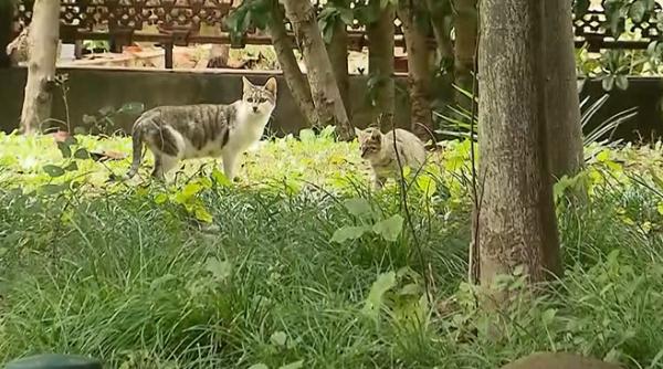 上海一小区1个月内20多只小猫离奇死亡，监控拍下这一幕…