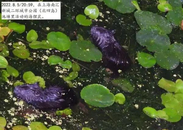警惕！上海多区发现这一外来物种，比老鼠大几倍，危害农作物和堤坝
