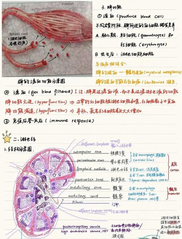 大学生笔记大赏！网友：学到了，录取通知书哪里领？
