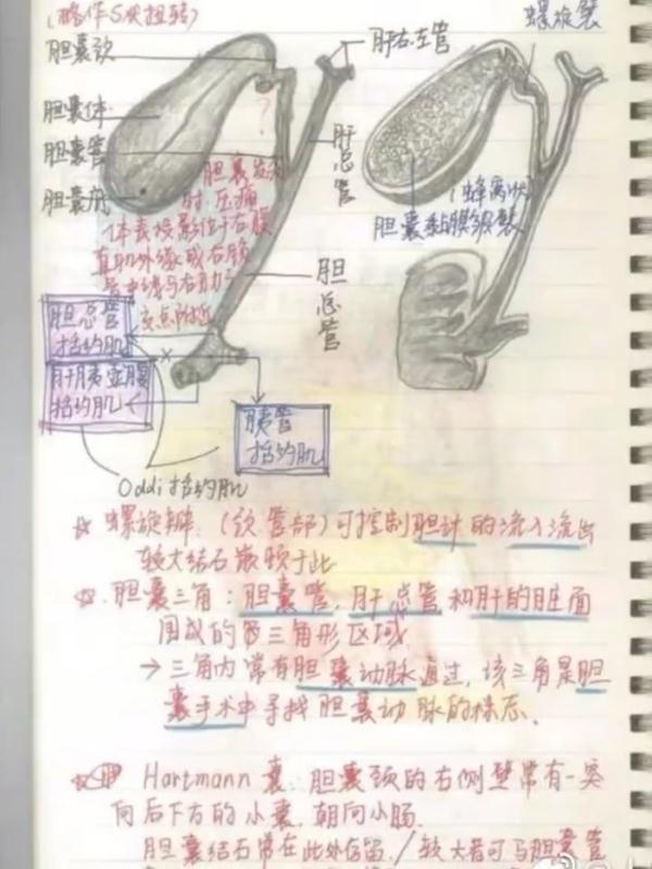 大学生笔记大赏！网友：学到了，录取通知书哪里领？