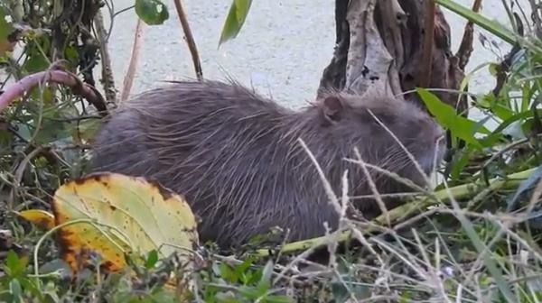 此地发现外来物种，官方：禁止食用！