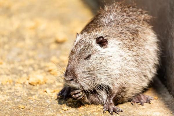 此地发现外来物种，官方：禁止食用！