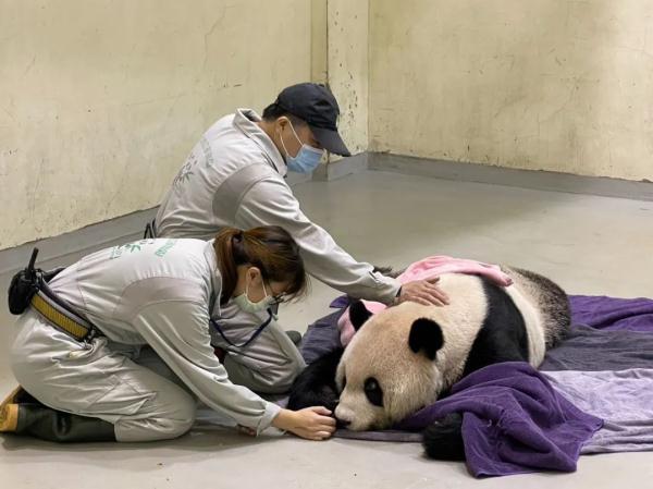 一亿多人次投票取名的“团团”，走了