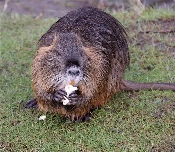 此地发现外来物种，官方：禁止食用！