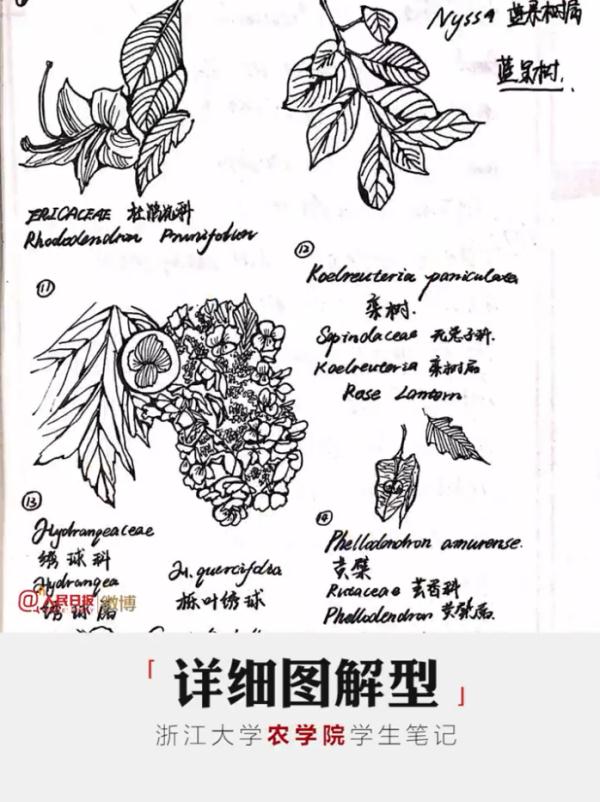 大学生笔记大赏！网友：学到了，录取通知书哪里领？